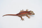 Red Striped Gargoyle Gecko (DEADPOOL offspring) ***