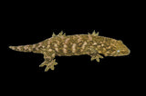 High Pattern Giant Gecko