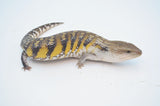HOLDBACK QUALITY Red 6 Striped Gargoyle Gecko (Pennywise offspring)