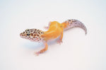 Tangerine Leopard Gecko