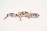 Mack Snow Leopard Gecko