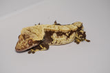 Drippy Harlequin Pinstripe Crested Gecko (Gravid?)