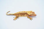 Red Whiteout Pinstripe Crested Gecko