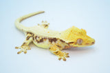 Lilly White Pinstripe Crested Gecko