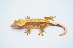 Red Whiteout Pinstripe Crested Gecko