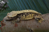 BREEDING PAIR of Extreme Harlequin Crested Geckos