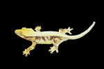 Lilly White Pinstripe Crested Gecko