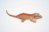 Red 6 Striped Gargoyle Gecko (Pennywise offspring)