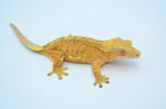 Orange Phantom Lilly White Crested Gecko (w/ Margins)
