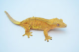 Orange Phantom Lilly White Crested Gecko (w/ Margins)