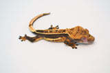Whiteout Quadstripe Emptyback Dalmatian Crested Gecko (Pos Soft Scale)