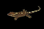 White Collar Slender Prehensile Tail Gecko