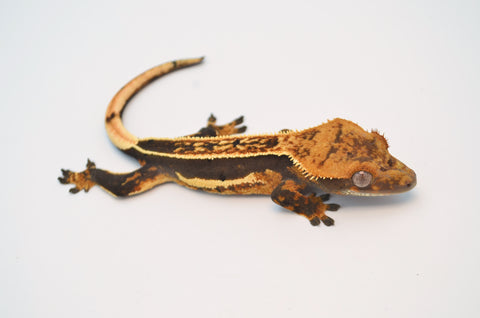 Whiteout Quadstripe Emptyback Dalmatian Crested Gecko (Pos Soft Scale)