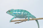 Sub-Adult Panther Chameleon