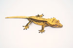 Supersripe Crested Gecko