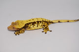 Whiteout Harlequin Crested Gecko "Rowdy"