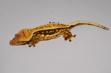 Extreme Harlequin Pinstripe Crested Gecko