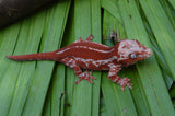 Red Aberrant Striped Gargoyle Gecko (Kotex sister)