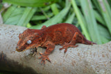Red Aberrant Striped Gargoyle Gecko (La Tigra sister)