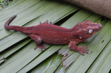 Red Aberrant Striped Gargoyle Gecko (Kotex sister)