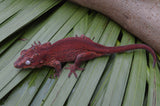 Red Aberrant Striped Gargoyle Gecko (Kotex sister)