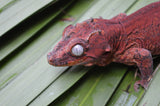 Red Aberrant Striped Gargoyle Gecko (Kotex sister)