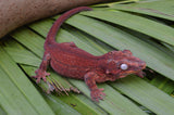 Red Aberrant Striped Gargoyle Gecko (Kotex sister)