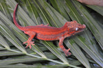 MALE Red Striped Gargoyle Gecko (DEADPOOL offspring)