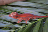 MALE Red Striped Gargoyle Gecko (DEADPOOL offspring)