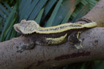 Mystery Picure Perfect Crested Gecko Group Baby (Supersripe)