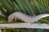 Grey and Black Northern Blue Tongue Skink