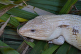 Grey and Black Northern Blue Tongue Skink