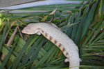 Grey and Black Northern Blue Tongue Skink