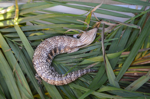 Pitch Black Line Northern Blue Tongue Skink