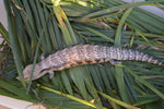 Pitch Black Line Northern Blue Tongue Skink