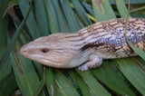 Pitch Black Line Northern Blue Tongue Skink