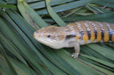 Pure Swedish Northern Blue Tongue Skink