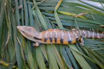 Pure Swedish Northern Blue Tongue Skink