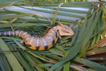 Pure Swedish Northern Blue Tongue Skink