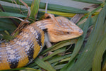 Pure Swedish Northern Blue Tongue Skink