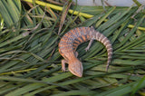 Red Line Northern Blue Tongue Skink