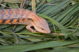 Red Line Northern Blue Tongue Skink