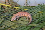 Orange Northern Blue Tongue Skink