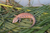 Orange Northern Blue Tongue Skink