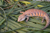 Orange Northern Blue Tongue Skink