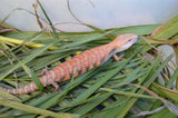 Orange Northern Blue Tongue Skink