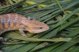 Classic Northern Blue Tongue Skink