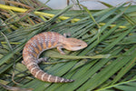 Classic Northern Blue Tongue Skink