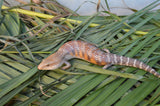 Classic Northern Blue Tongue Skink