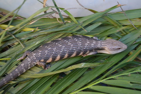 Pitch Black Line Northern Blue Tongue Skink